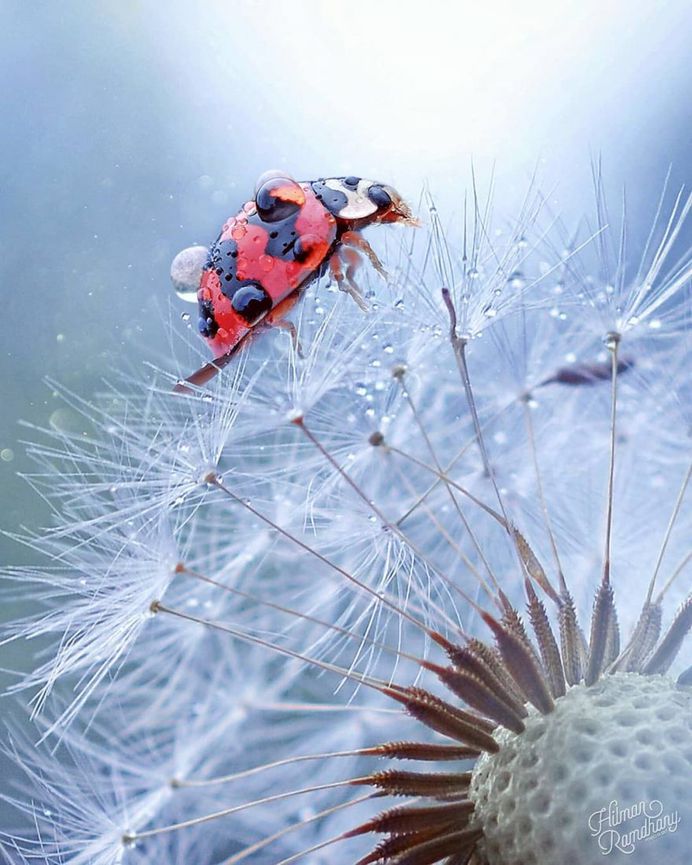 Insanely Detailed Macro Photos Of Insects by Hilman Ramdhany
