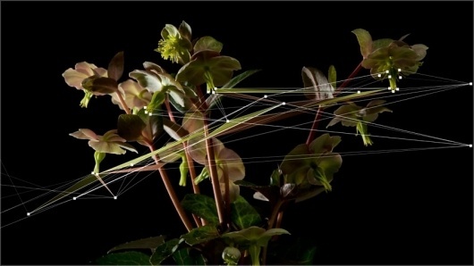 Natures : Quayola #line #association #connection #nature #flower