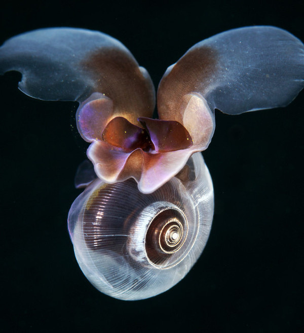 Underwater Photography by Alexander Semenov #inspiration #photography #underwater