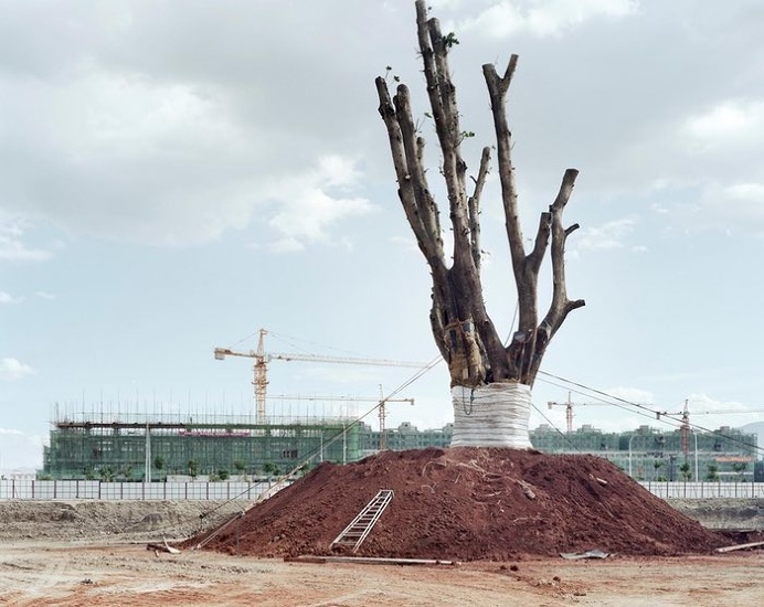 Yan Wang Preston's best photograph: a Chinese village's ancient tree – sold for $25,000 | Art and design | The Guardian