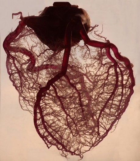 loveyourchaos: "The human heart stripped of fat... - VIVRE ! #heart #human #blood #tree