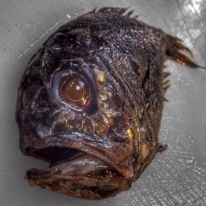 Russian Deep-Sea Fisherman Roman Fedortsov Photographs His Terrifying Catches