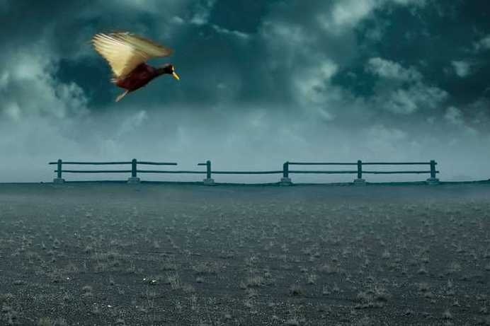 Voiceless by Rebeca Saborío #inspiration #photography #animal