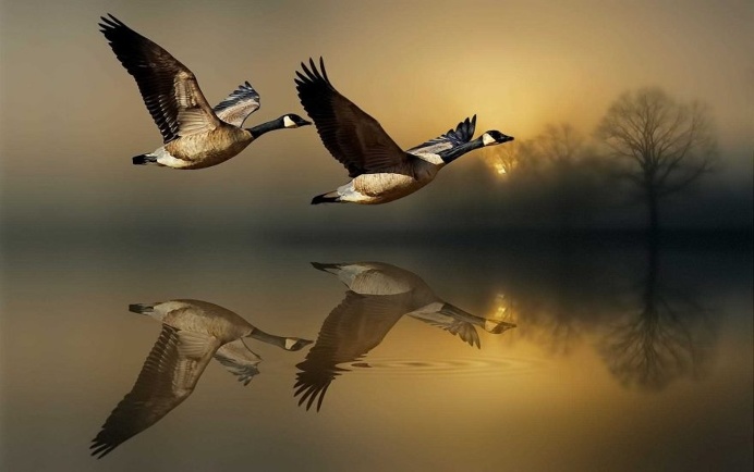 Dreamlike Animals Photography by Nasser Osman