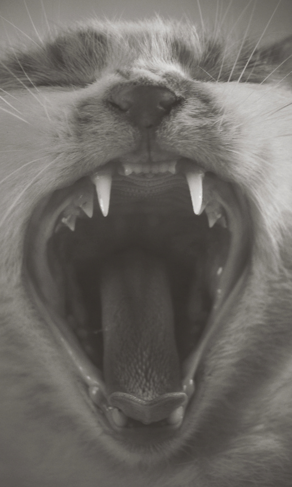 Clyde Funtona - Cat. on Behance #funtona #cat #behance #photography #clyde #animal