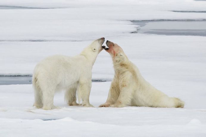 Photographer Nick Cobbing Captures Amazing Arctic Landscapes
