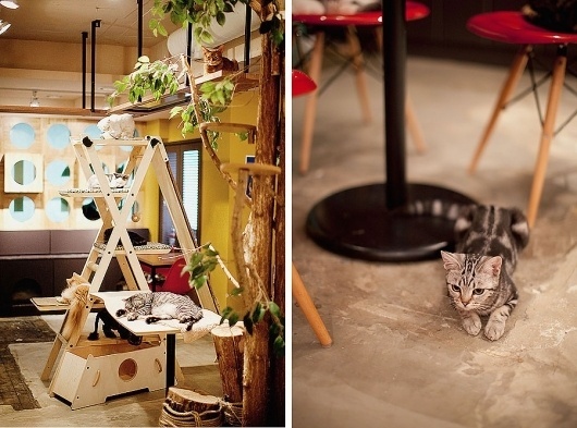 PARK & CUBE » Catnapper #in #cafe #seoul #cat