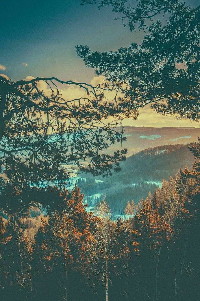 Swedish forest #forest #sweden #winter
