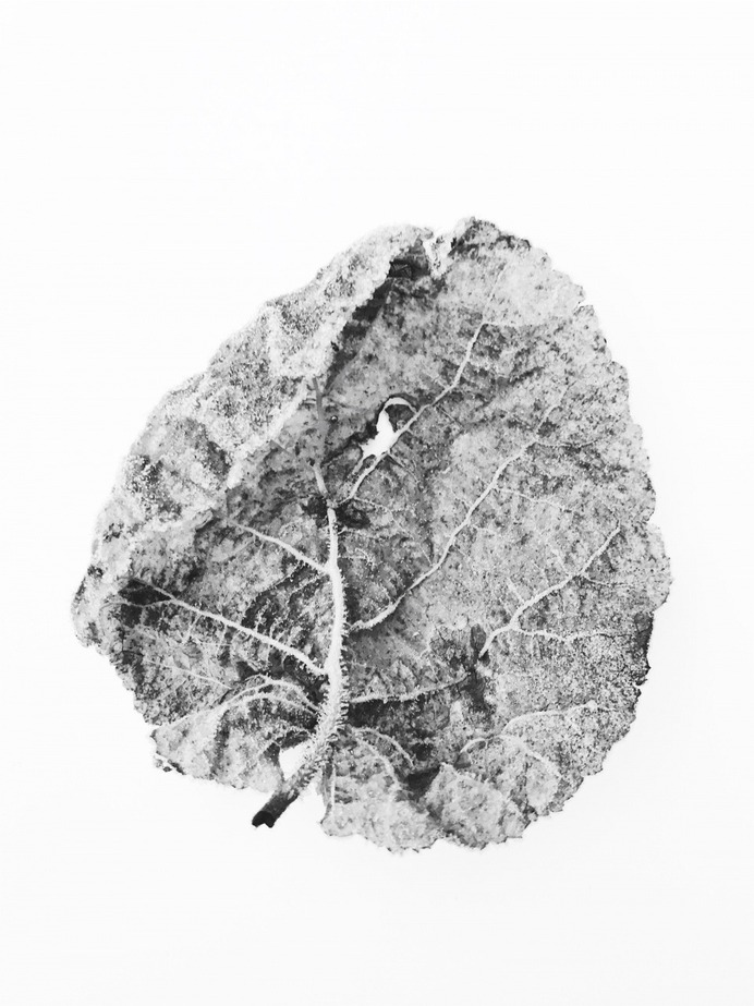 #frozen #leaf