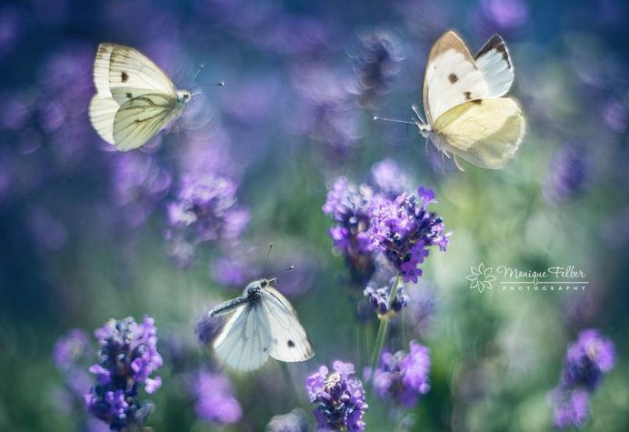 Beautiful Macro Photos of Flowers and Butterflies by Monique Felber