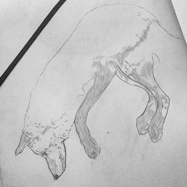 Pencil, Sketch, Illustration, Dog, Micheal Hanly