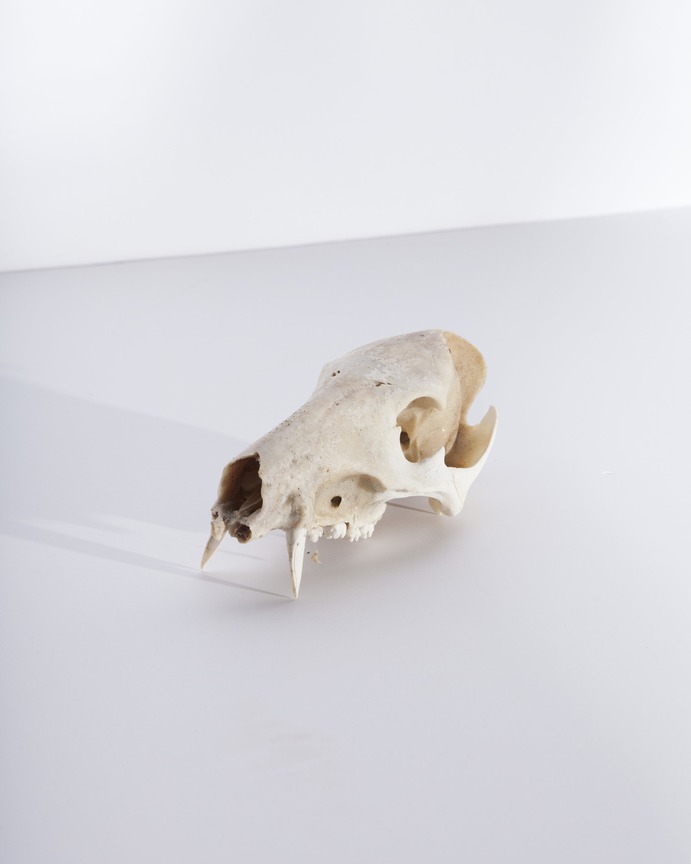 The remains of the CEOs who have gone before us. Image for Brand vs Wild, a survival guide for business by Jonathan David Lewis, VP of McKee Wallwork + Co. | Photographed by Brittany Byrne