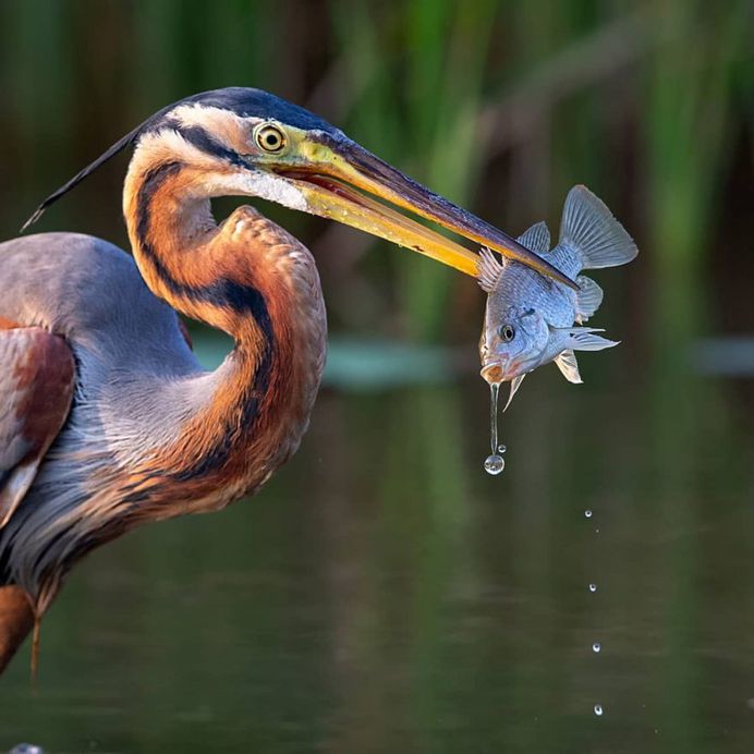 Purple Heron