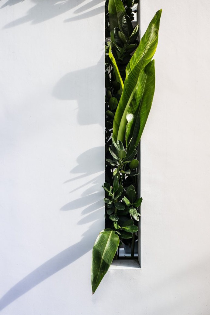 Plant, green, aerial view and white