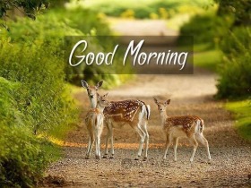 good morning images