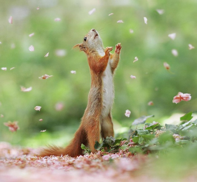 Amazing Wildlife Photos of European Squirrels by Julian Rad