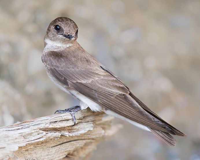 Northern Rough-winged Swallow