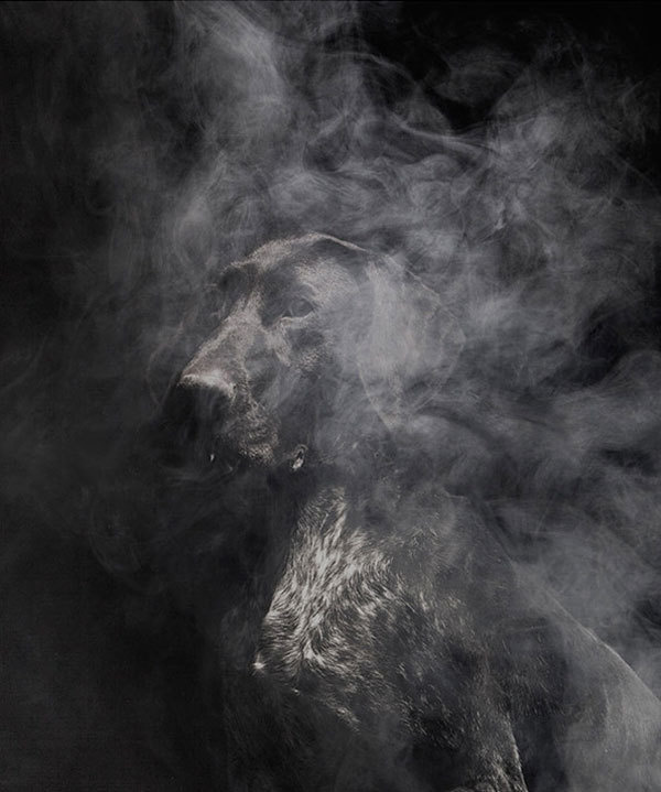 Faith is Torment | Art and Design Blog: Nice To Meet You: Photos by Martin Usborne #smoke #darkness #photography #portrait #animal #dog