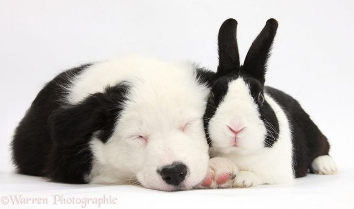 Mark Taylor Captures Hilarious Photos Of Pets Sharing The Same Colors