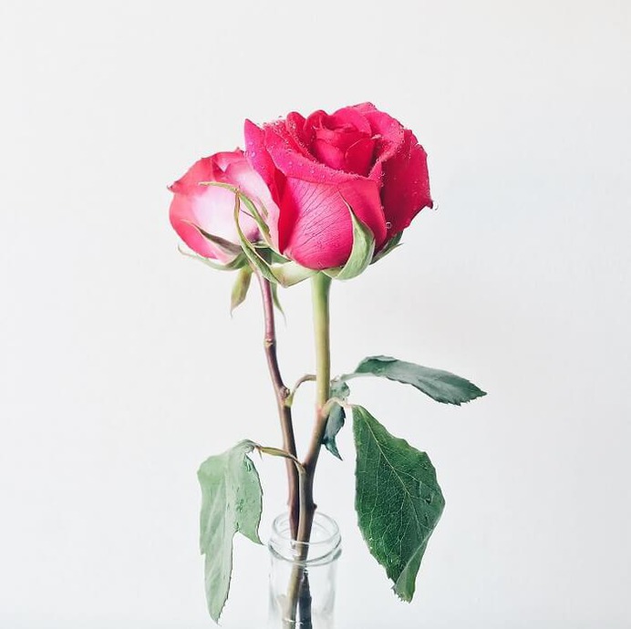 Pink Rose - happy rose day 2020