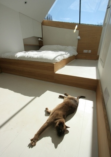 atmosstudio #architecture #cat