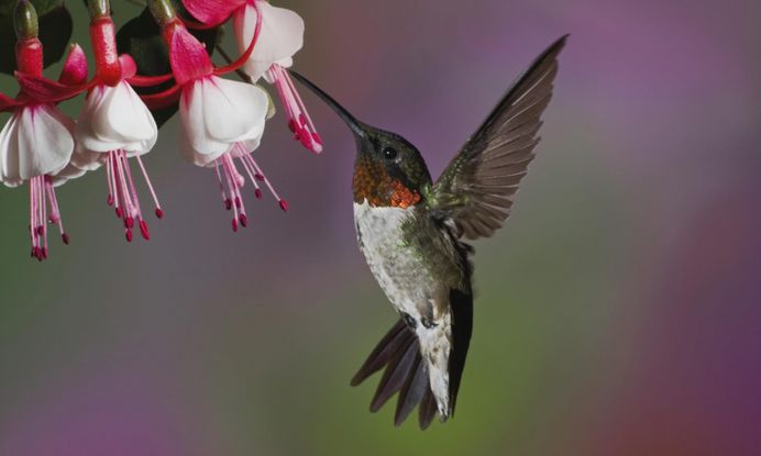 Hummingbirds Flying Beak Flower Background Wallpaper Hd | WallpapersBae
