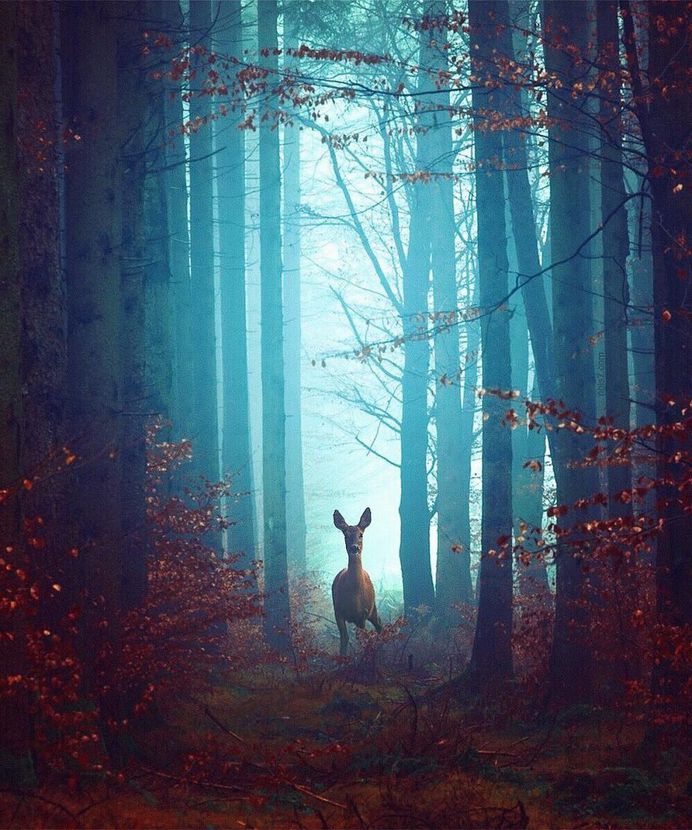 Dreamlike and Fairy Tale Photo Manipulations by Robert Jahns