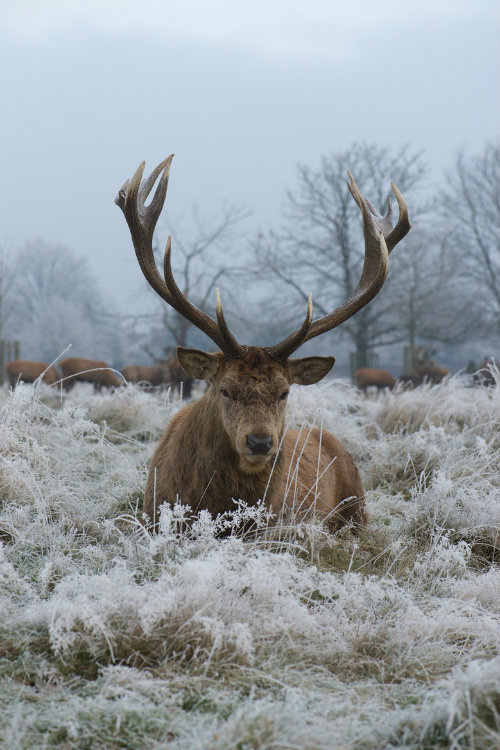 ternpest: Christmas Stag by Max Ellis Dude looks pissed…as if he saying "ffs, do I look like i fucking know santa, hes not real mother #antlers #deer #beast #power #cold #winter #snow #stag #photography #nature #animal #beauty