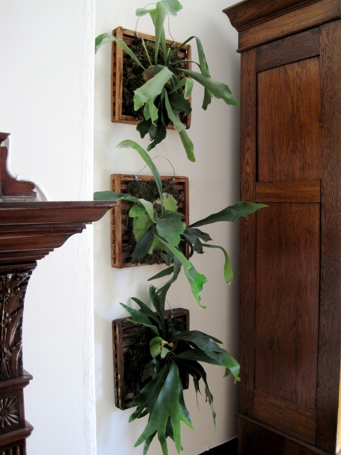 #plants #staghorn #fern