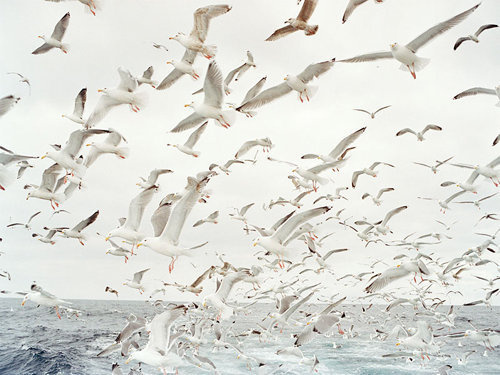 birds #seagul #water #air #seagull #birds #photography #sea #nature