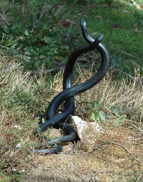 WILD THING #intertwining #snakes