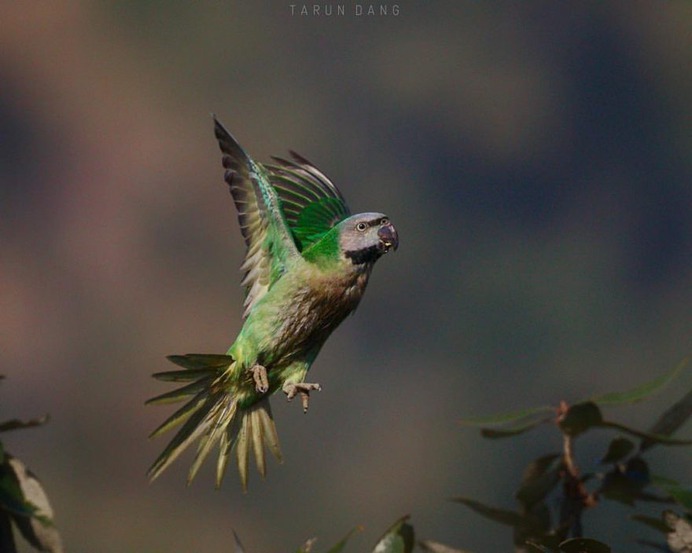 #birdsofinstagram: Beautiful Birds Photography by Tarun Dang