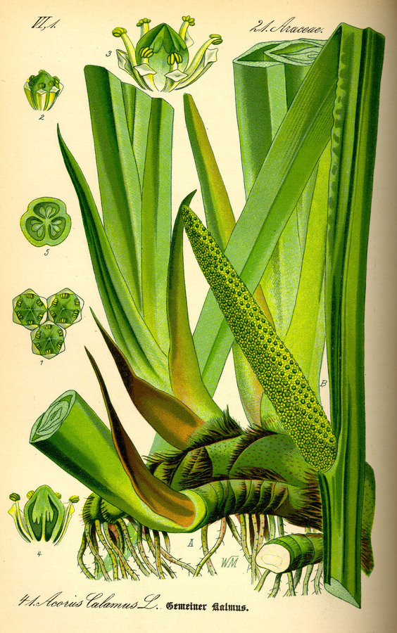 Illustration: Acorus calamus #flora #biology #fauna #botany #illustration #vintage #and