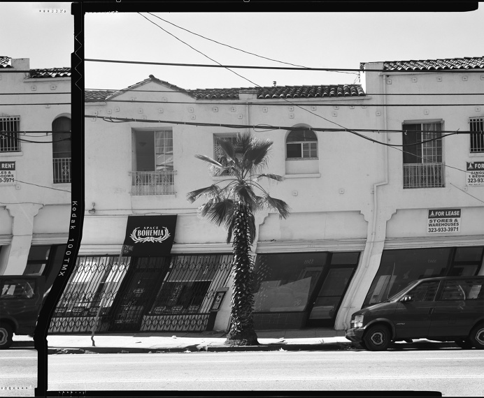 Daniel Temkin | Straightened Trees