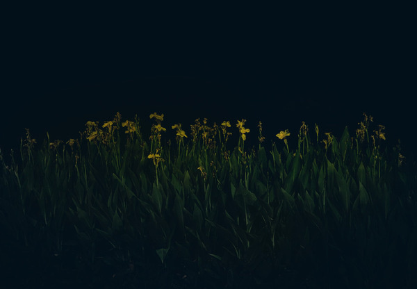 hauss inner journeys #photography #flowers