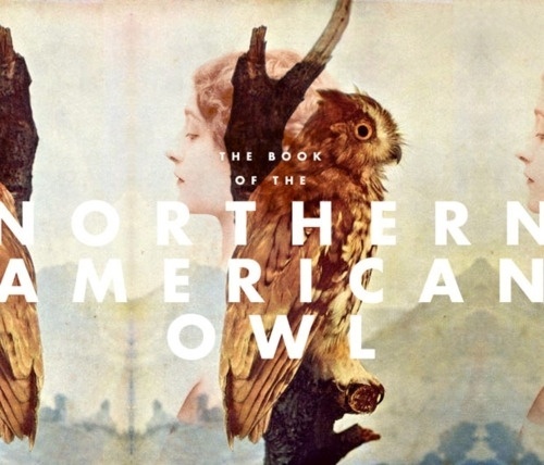 VIOLENCE GRAPHIQUE #owl #girl #book #avian #mountains