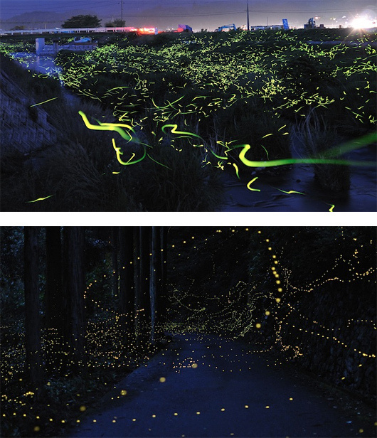 Firefly Trails: Photography by Tsuneaki Hiramatsu #firefly #exposure #photography #long #light #trails
