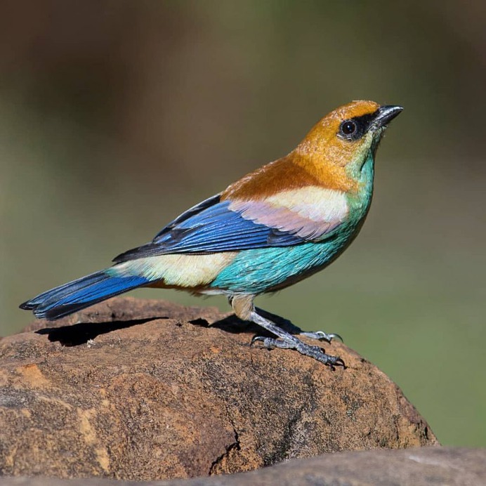 Birds of Brazil: Beautiful Bird Photography by Hudson Martins