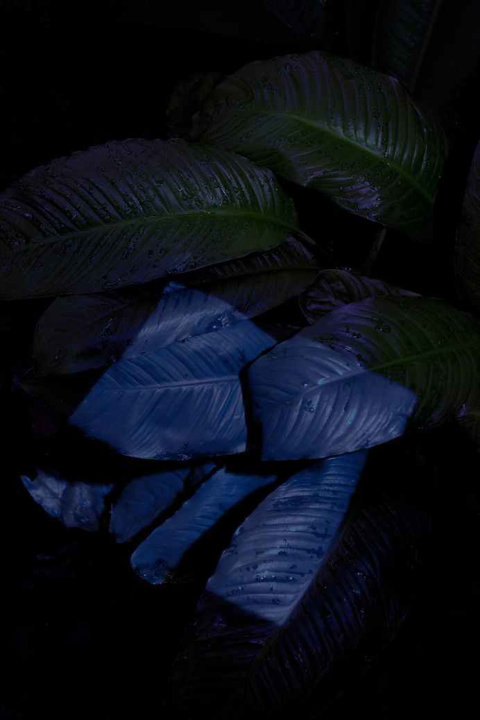 Strange PlantsPreview the botanical magazine's second volume #photo #plants