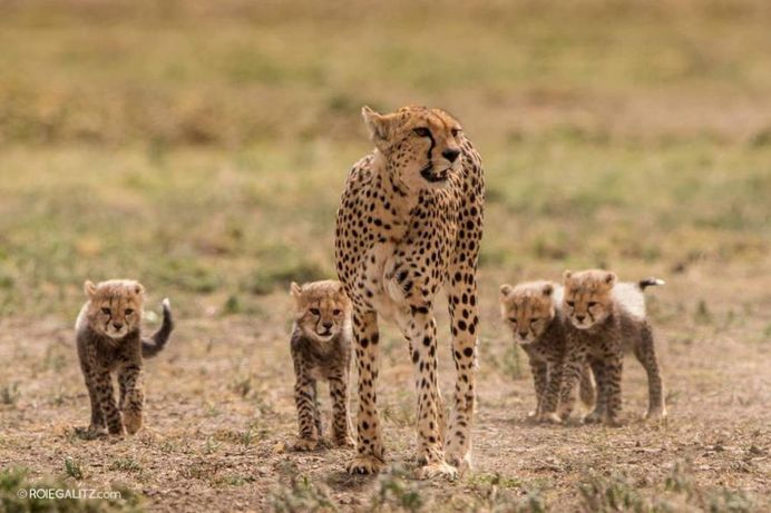 Breathtaking Portraits of Wild Animals by Roie Galitz