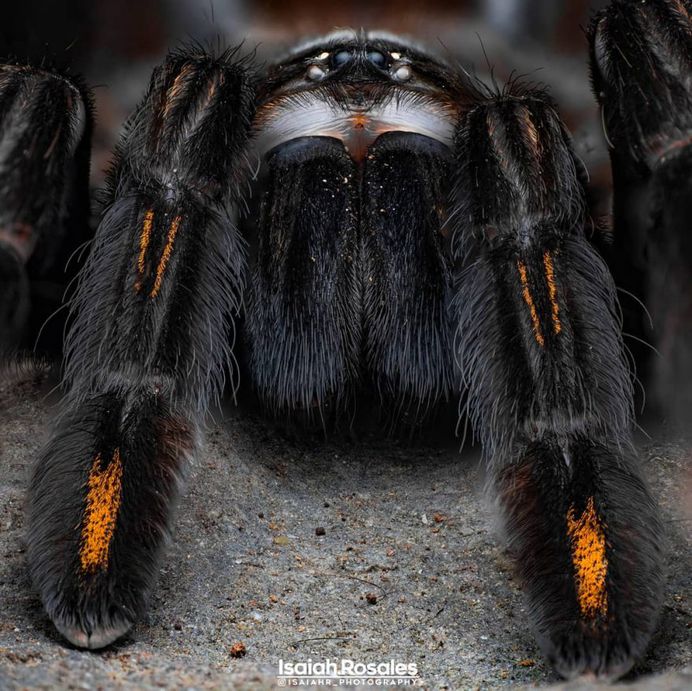 #kings_macro: Insect Macro Photography by Isaiah Rosales