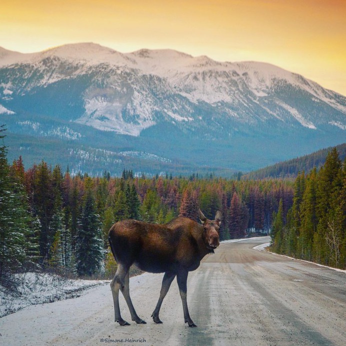 Majestic Portraits of Wild Animals by Simone Heinrich