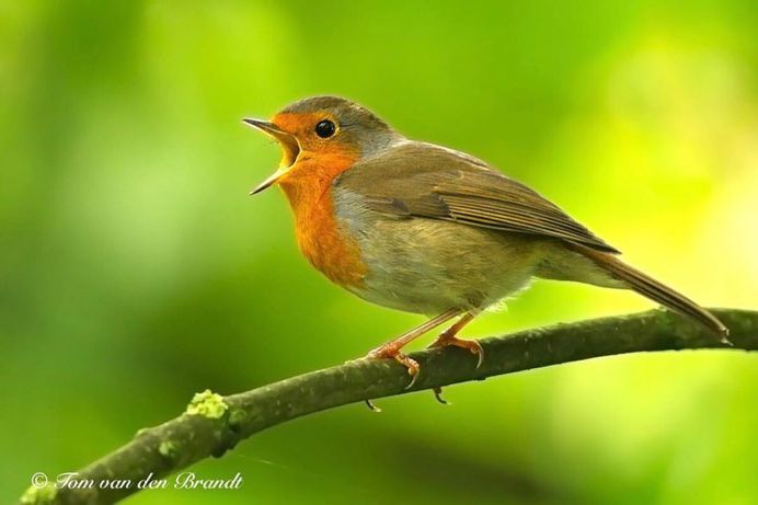#eye_spy_birds: Brilliant Birds Photography by Tom van den Brandt