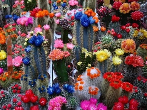 amusingly curious #flower #cactus