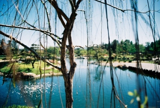 Japanese Garden : Dirty Swiss #swiss #pond #summer #swim #lake #dirty