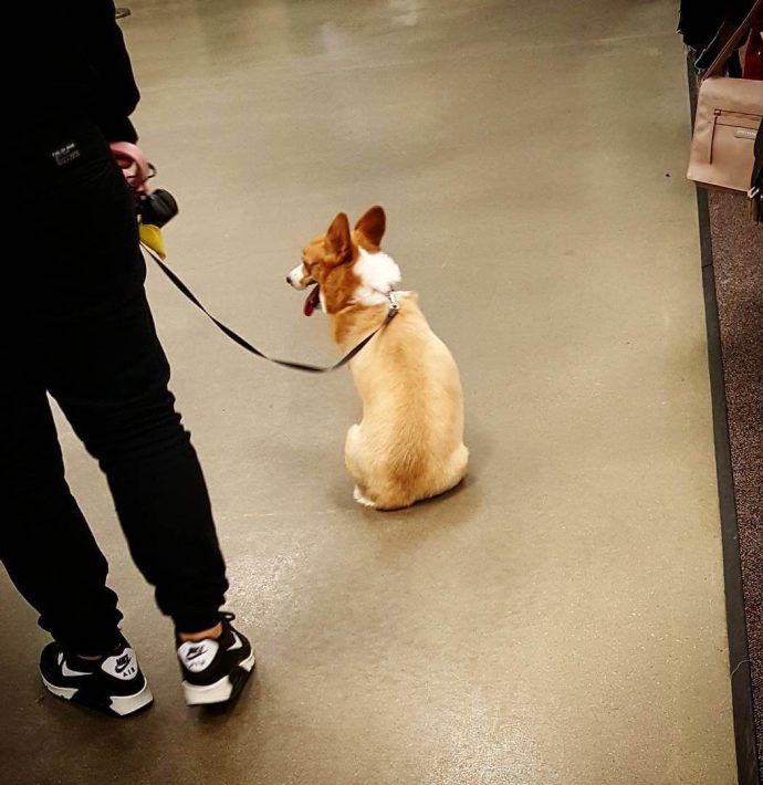 Most Dog Friendly Stores in America - Nordstrom Rack