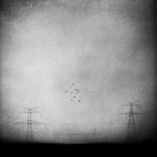 In The Distance, processing by Leda Siloto #birds