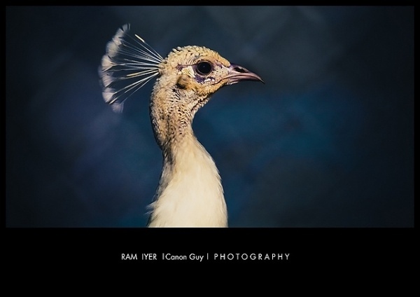 Photography by The Canon Guy | Professional Photography Blog #photography