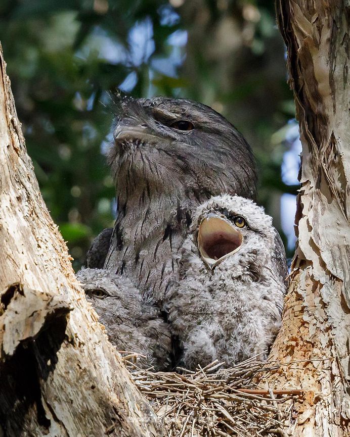 Breathtaking Wildlife Bird Photography by David Stowe