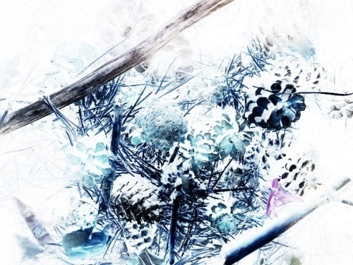 wildlife #branches